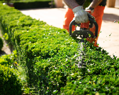 person trimming a lush green hedge with a hedge trimmer showcasing gardening skills for effective yard maintenance and landscaping improvements