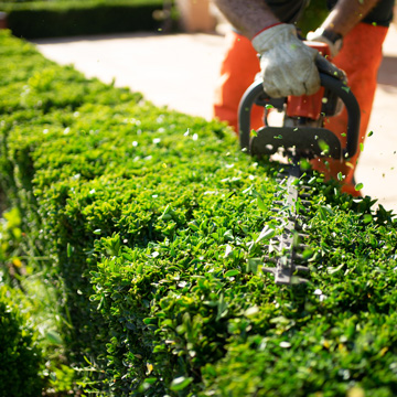 man trimming a green hedge with hedge trimmer in a well-maintained garden landscape for outdoor beauty and gardening