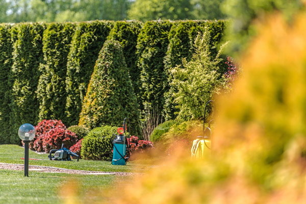 landscape with hedges and colorful shrubs in a garden setting featuring garden equipment and tools for maintenance three vibrant plants and sunlit greenery