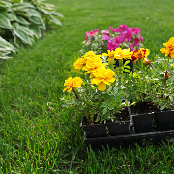 colorful flowers in pots arranged on green grass showcasing vibrant yellow and pink blooms perfect for a garden with seven distinct colors