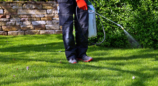 person spraying lawn chemicals on grass in a well-maintained garden for effective weed control