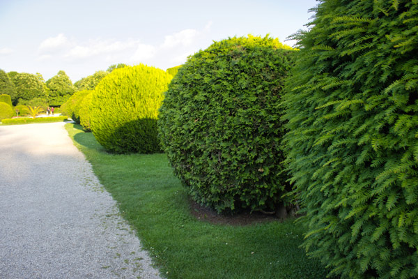 green shrubs lining a pathway in a park with manicured landscaping and two spherical bushes 