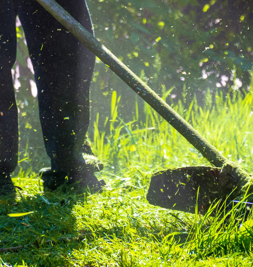 person using a brush cutter in green grass sunlight with flying grass clippings focused on lawn care and maintenance for a thriving garden