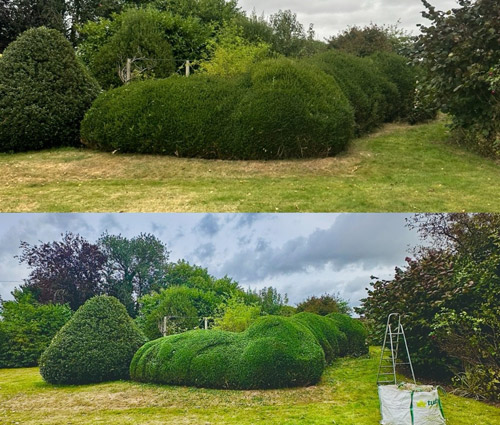 bushes trimmed into rounded shapes in a garden with green grass and cloudy sky showcasing landscape maintenance in seven trimmed forms