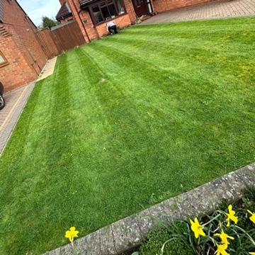well-manicured lawn with freshly cut grass stripes and yellow daffodils in the foreground showcasing lawn care techniques and vibrant colors